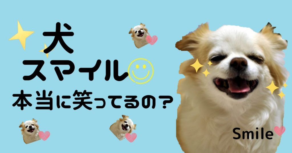 犬のスマイル 笑ってる犬が可愛い 本当に笑っているの ワンコ研究withチワワ
