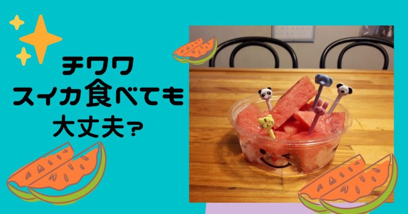 チワワ 犬はスイカを食べても大丈夫 量は 飼い主と一緒に食べよう Forever Pretty Life チワワ 犬はスイカを食べても大丈夫 量は 飼い主と一緒に食べよう Forever Pretty Life