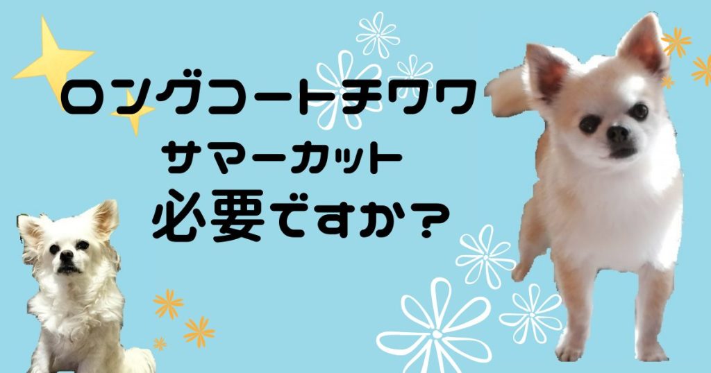 ロングコートチワワにサマーカットやトリミングは必要 メリットやデメリットは ワンコ研究withチワワ